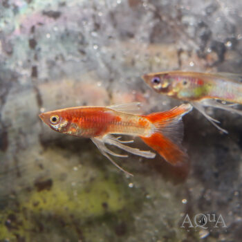 Ribbonfin Guppy (Poecilia reticulata)