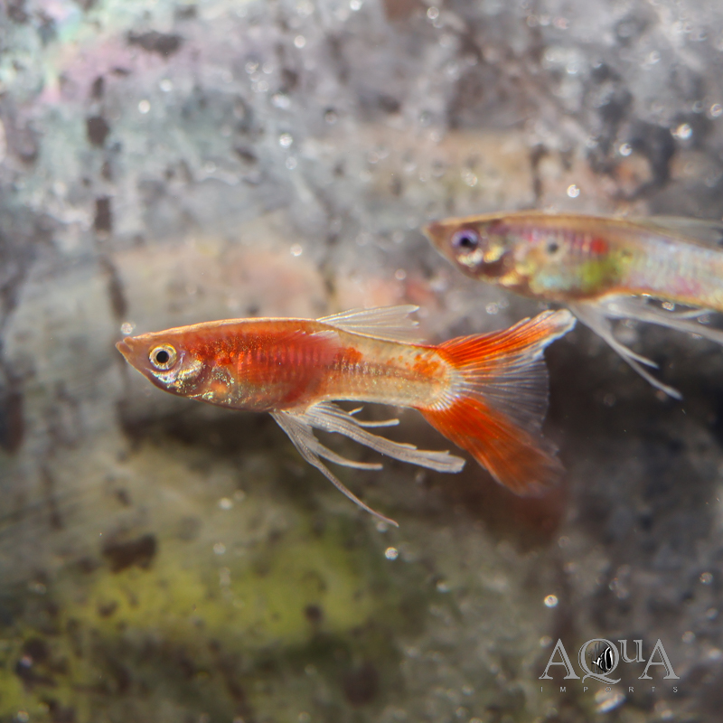 Ribbonfin Guppy (Poecilia reticulata)