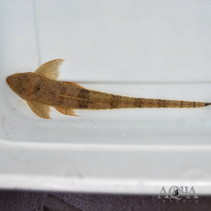 Rineloricaria formosa