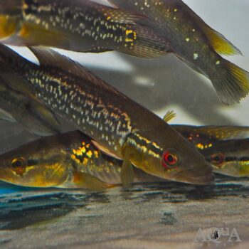 Ring Tailed Pike Cichlid (Saxatilia saxatilis)