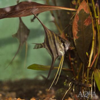 Rio Atabapo Altum Angel (Pterophyllum altum)