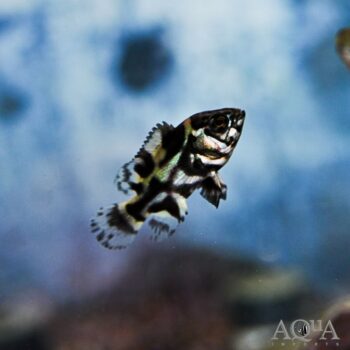 Wild Oscar (Astronotus ocellatus) - Rio Caqueta Locale