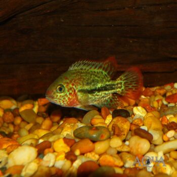 Rio Chacamax Cichlid (Vieja bifasciata)
