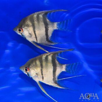 Rio Demerara Angel (Pterophyllum scalare)