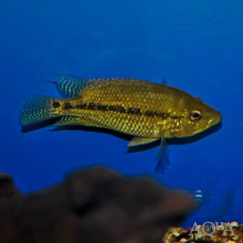 Rio Magdalena Umbee Cichlid (Kronheros Umbriferus)
