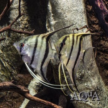Rio Momon Angel (Pterophyllum scalare 'Rio Momon')