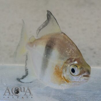 Rio Nanay Black-barred Myleus (Myleus schomburgkii)