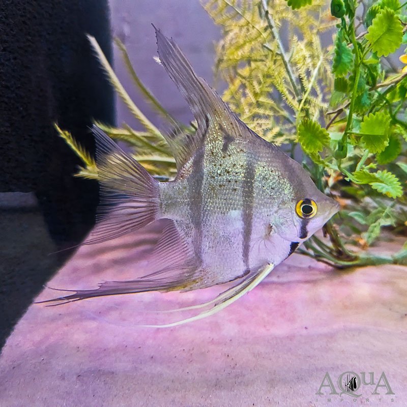 Rio Nanay "Peru Spotted Altum" Angel (Pterophyllum scalare)