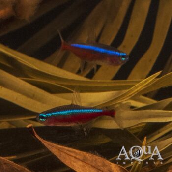 Cardinal Tetra (Paracheirodon axelrodi) Wild Rio Negro