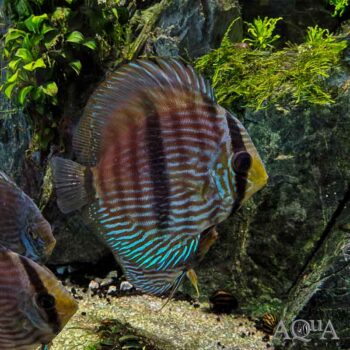 Rio Negro Heckel Discus (Symphysodon discus)