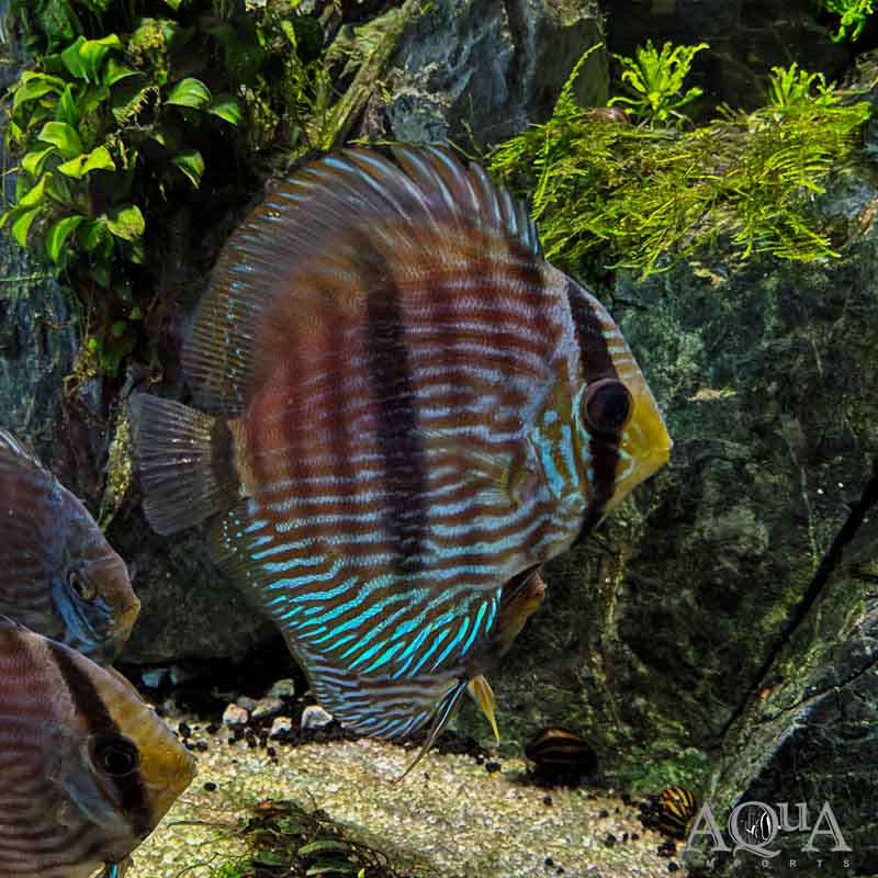 Rio Negro Heckel Discus (Symphysodon discus)