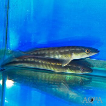 Rio Negro Red Pike (Lugubria johanna 'Rio Negro')