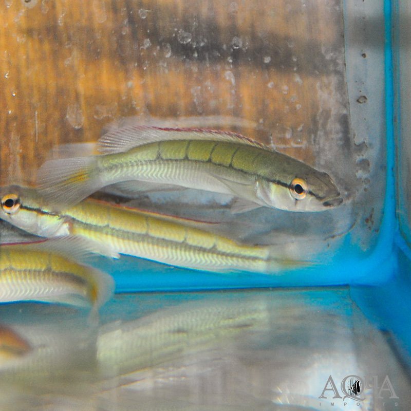 Rio Negro Red Pike Cichlid (Lugubria cf. lugubris)