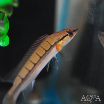 Rio Negro Red Pike Cichlid (Lugubria cf. lugubris)