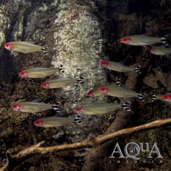 Rio Negro Rummynose Tetra (Petitella bleheri)