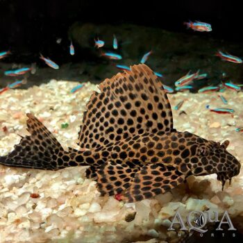 Rio Negro Sailfin Pleco (Pterygoplichthys gibbiceps 'Rio Negro')