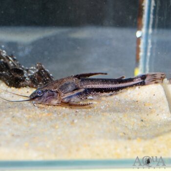 Rio Negro Talking Catfish (Amblydoras affinis)