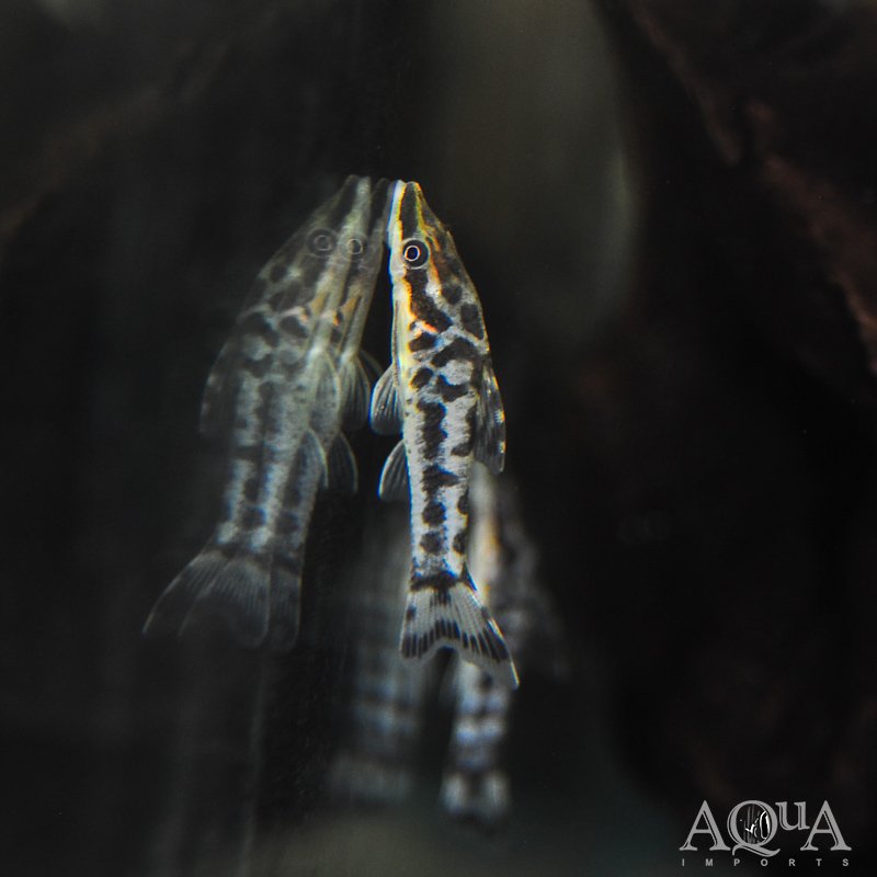 Rio Tigre Zebra Otocinclus (Otocinclus cocama) - Image 2
