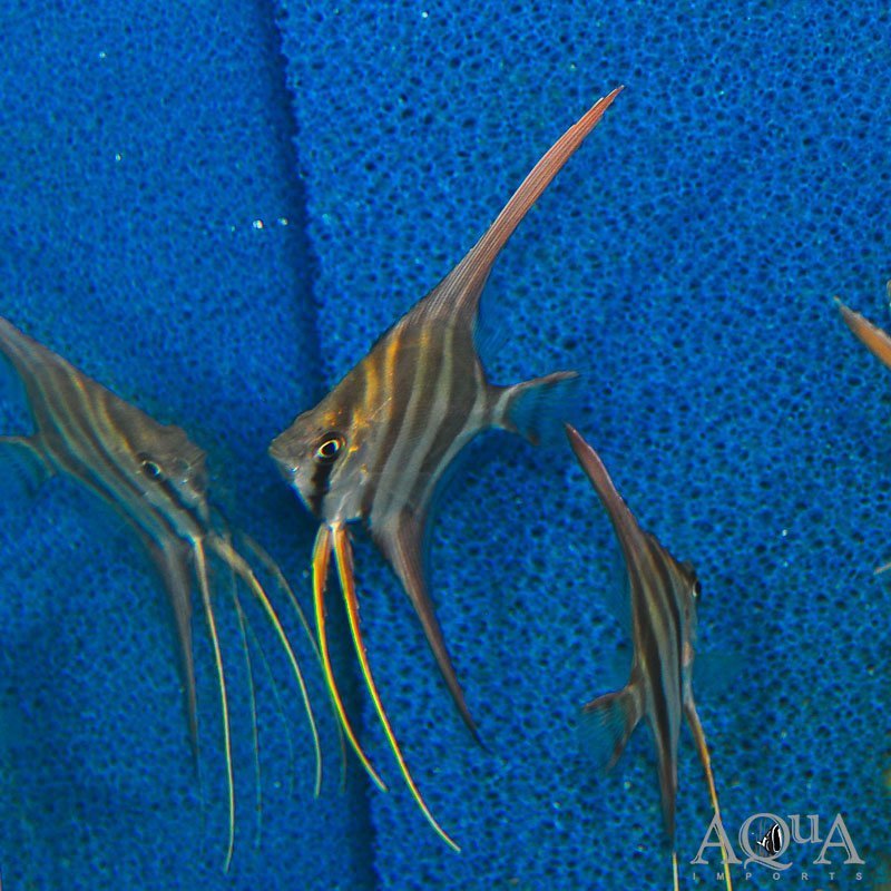 Rio Vichada Altum Angel (Pterophyllum altum)