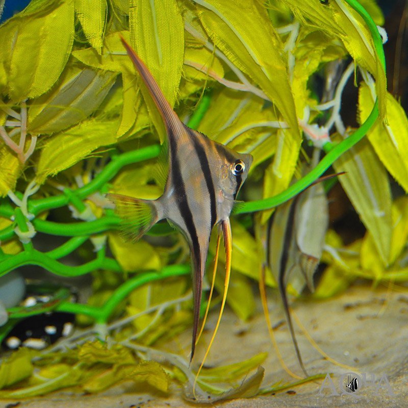 Rio Vichada Altum Angel (Pterophyllum altum) - Image 2