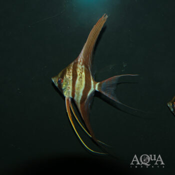Rio Vichada Altum Angel (Pterophyllum altum)