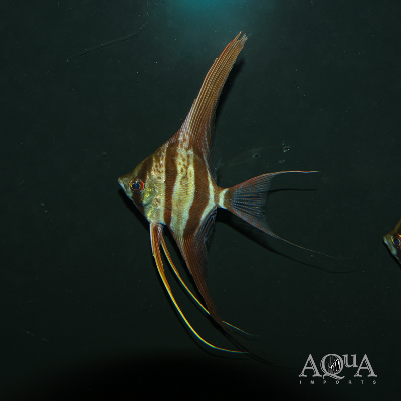 Rio Vichada Altum Angel (Pterophyllum altum)