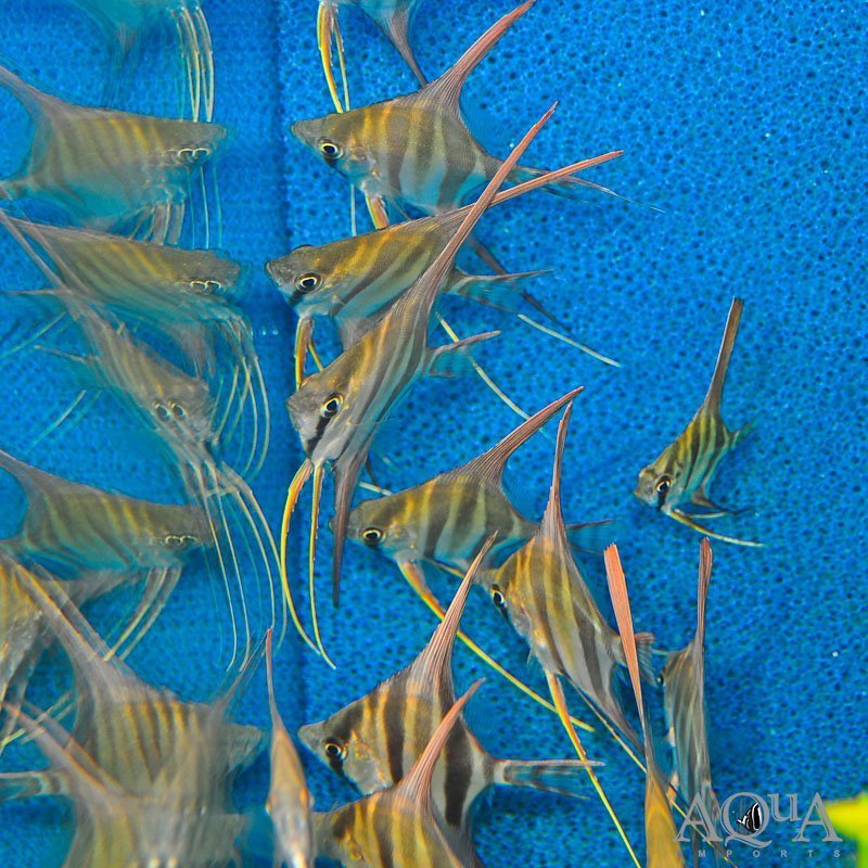 Rio Vichada Altum Angel (Pterophyllum altum)