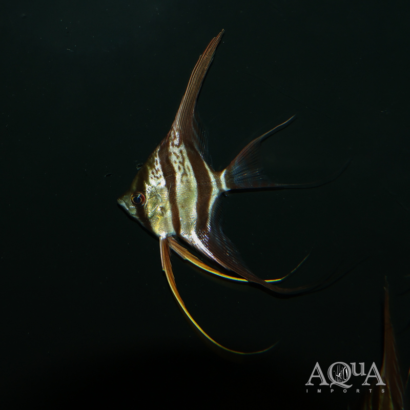 Rio Vichada Altum Angel (Pterophyllum altum)