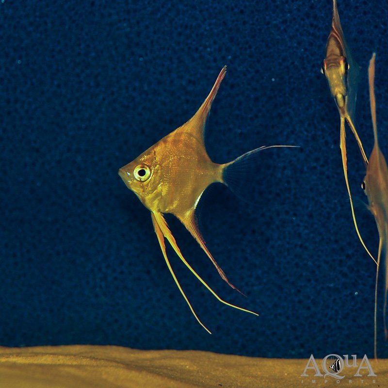 Rio Vichada Altum Angel (Pterophyllum altum)