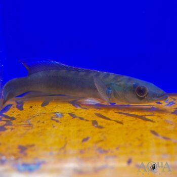 Rio Yari "Purple" Johanna Pike Cichlid (Lugubria johanna)