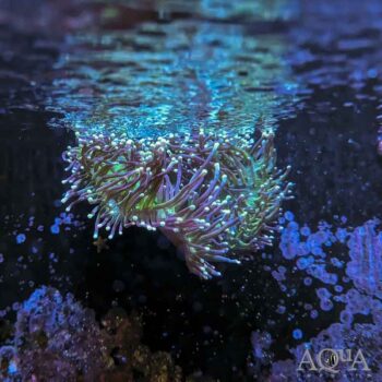 Ritteri Anemone (Heteractis magnifica)
