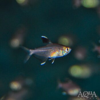 Robertsi Tetra (Hyphessobrycon jackrobertsi)
