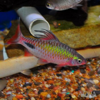 Rohan’s Tearspot Barb (Dawkinsia rohani)