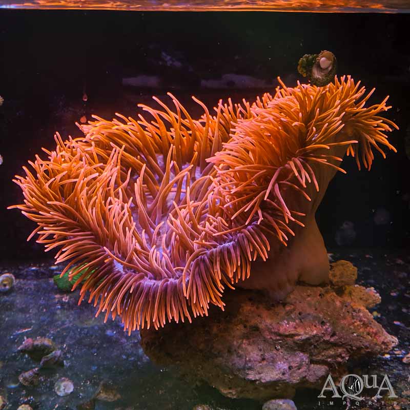 Rose Bubble Tip Anemone (Entacmaea quadricolor)