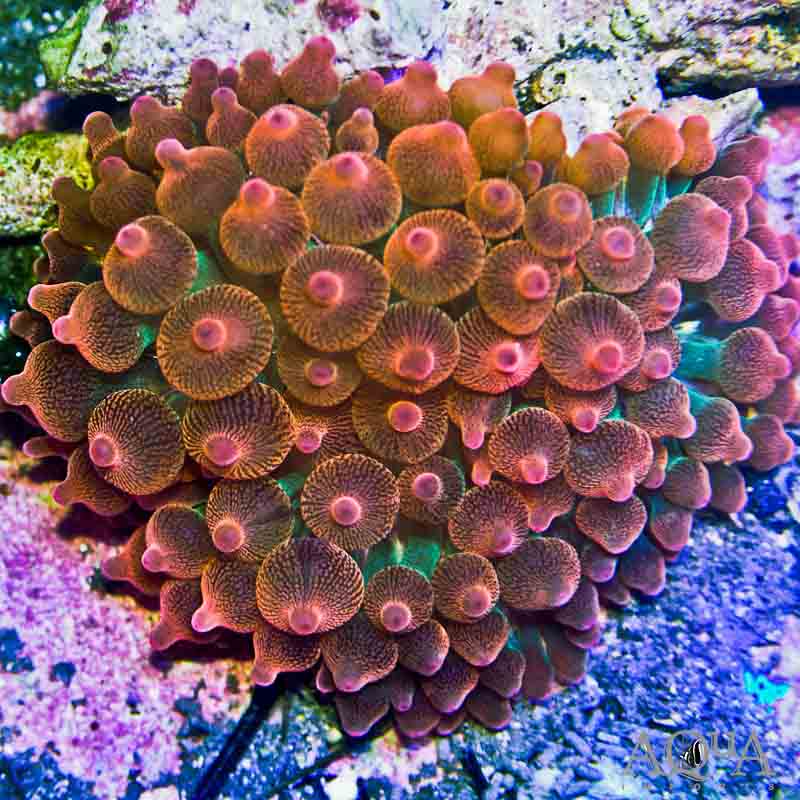Rose Bubble Tip Anemone (Entacmaea quadricolor)