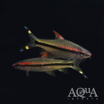 Roseline Shark / Denisonii Barb (Sahyadria denisonii)