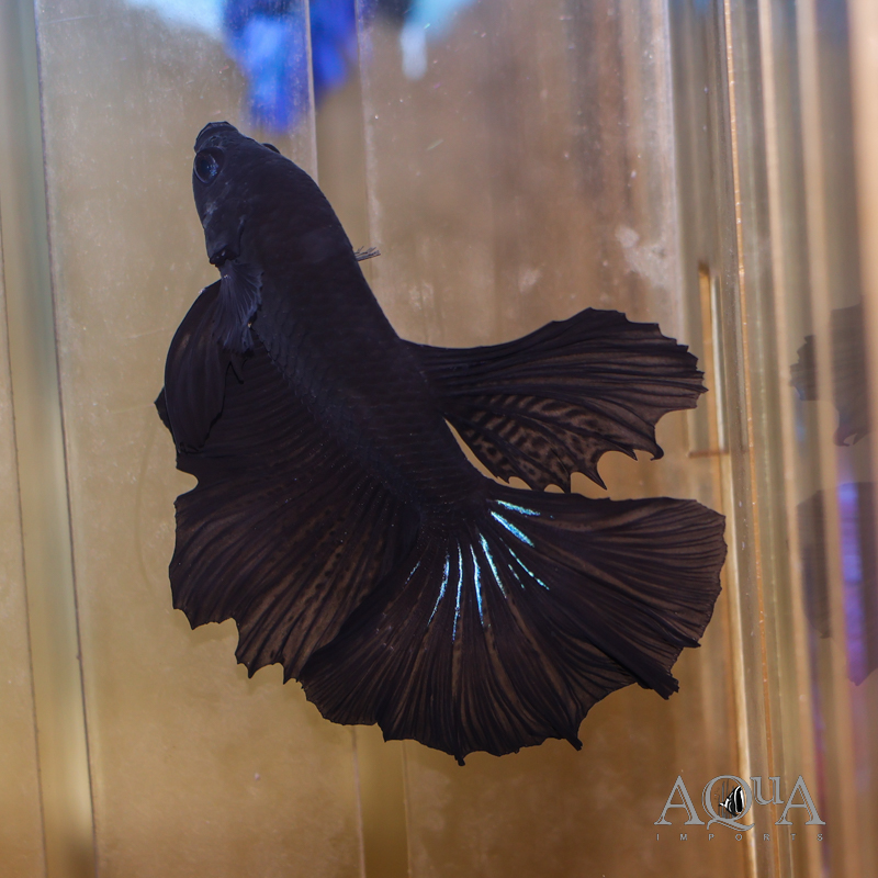 Rosetail Betta Male (Betta splendens)