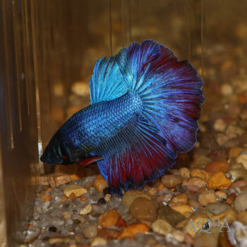 Rosetail Betta Male (Betta splendens)