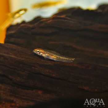 Rosy Loach (Petruichthys sp.)