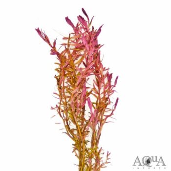 Rotala 'Blood Red' (Rotala rotundifolia 'Blood Red')