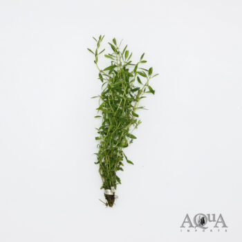 Rotala Florida (Rotala ramosior 'Florida')