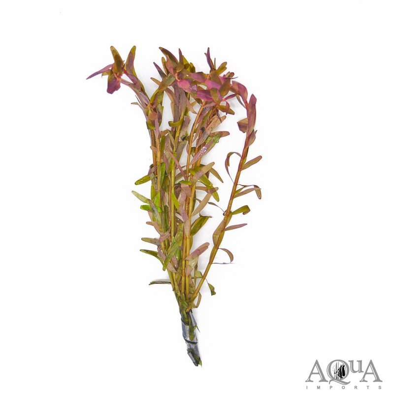 Rotala 'Orange Juice' (Rotala rotundifolia 'Orange Juice')