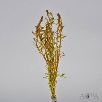 Rotala Indica (Rotala rotundifolia)
