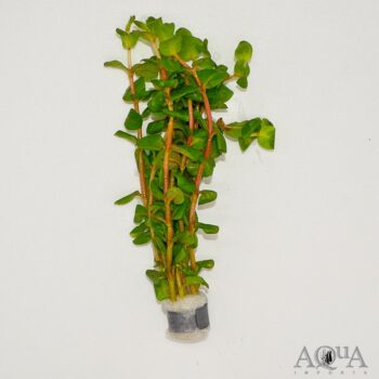 Rotala macrandra