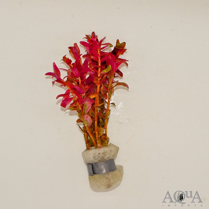 Rotala macrandra 'Mini'