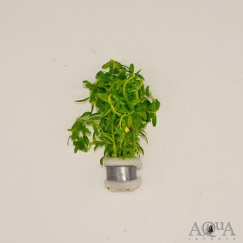Rotala nanjenshan