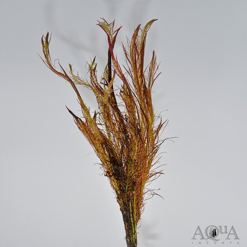 Rotala wallichi