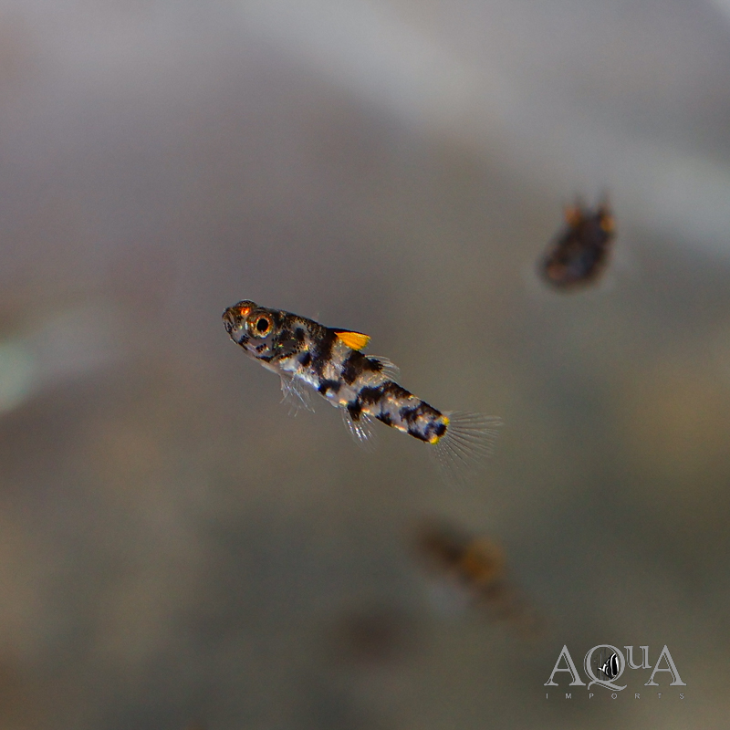 Roux's Pygmy Goby (Pandaka rouxi)