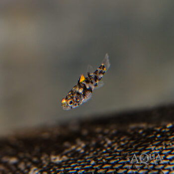 Roux's Pygmy Goby (Pandaka rouxi)