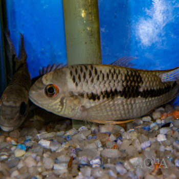 Royal Acara (Aequidens diadema)